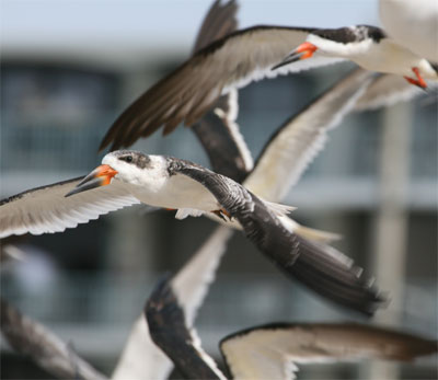 Black Skimmer