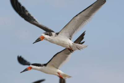 Black Skimmer