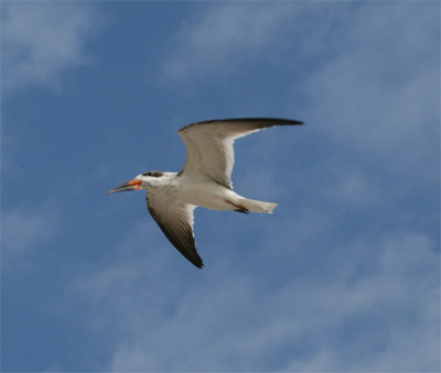 Black Skimmer