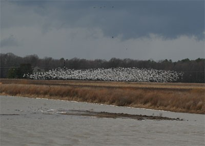 Snow Goose Flock