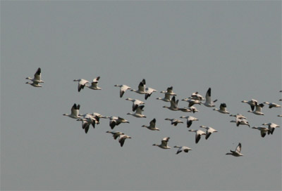 Snow Geese