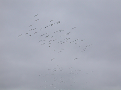 Snow Geese