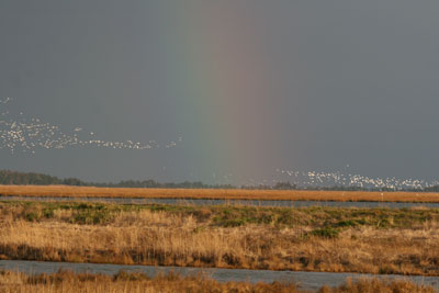 Snow Goose Flock