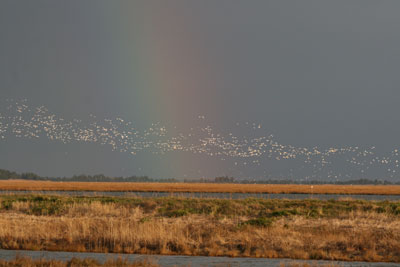 Snow Goose Flock