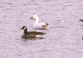 Snow Goose