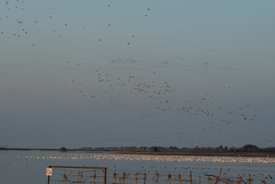 Snow Geese