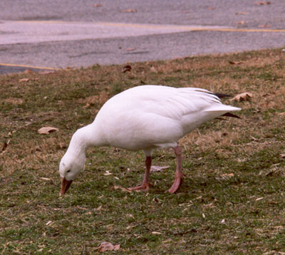 Snow Goose