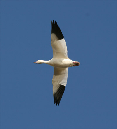 Snow Goose