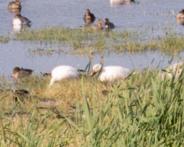 Snow Goose