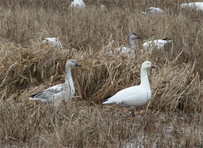 Snow Geese