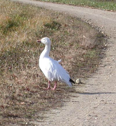 Snow Goose