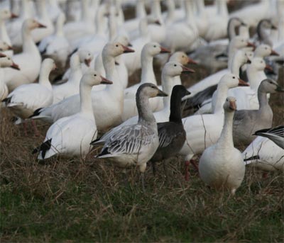 Snow Goose