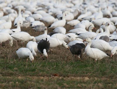 Snow Goose