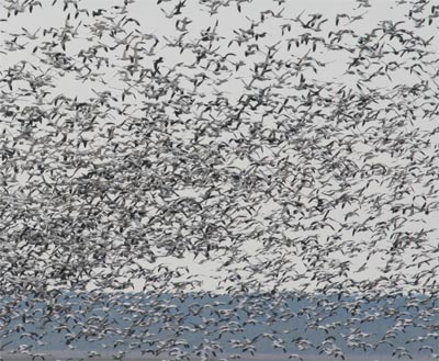 Snow Goose Flock