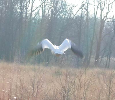 Snow Goose