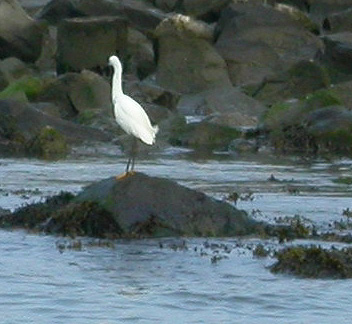 Snowy Egret