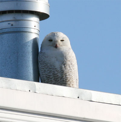 Snowy Owl