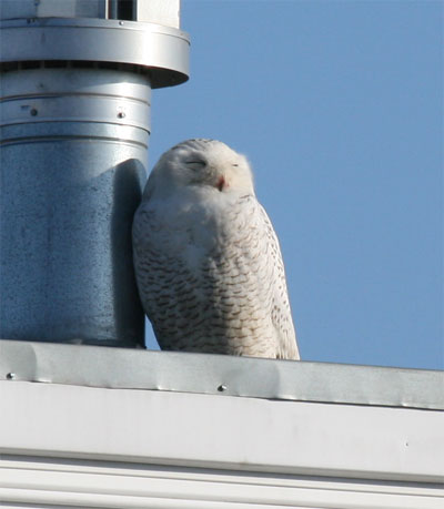 Snowy Owl