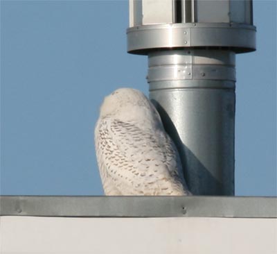 Snowy Owl