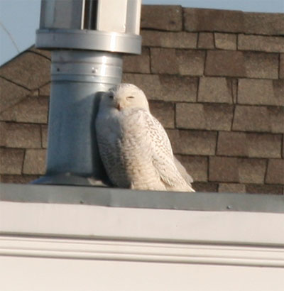 Snowy Owl