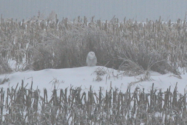 Snowy Owl