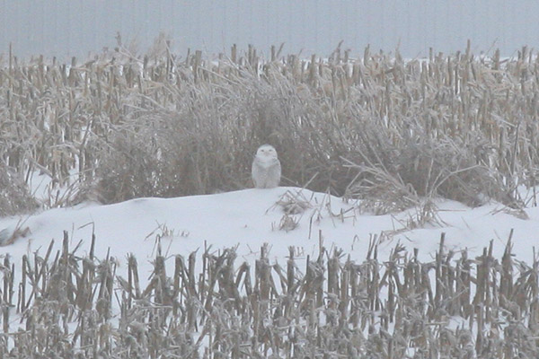 Snowy Owl