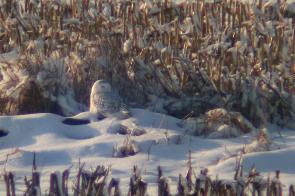 Snowy Owl