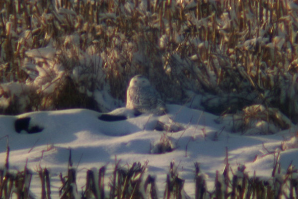 Snowy Owl