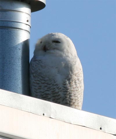 Snowy Owl