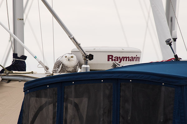 Snowy Owl