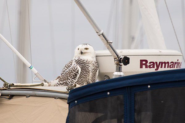 Snowy Owl