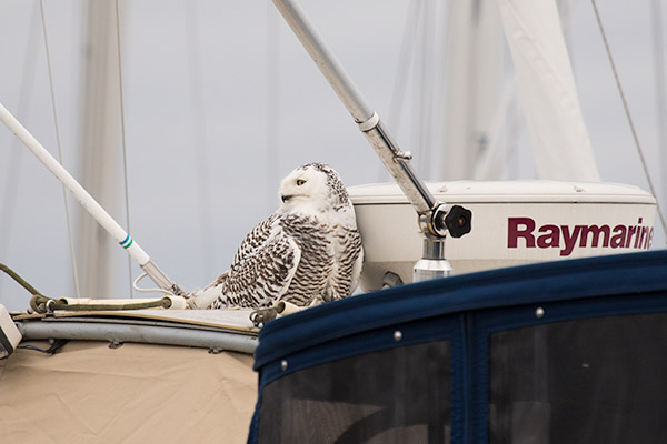 Snowy Owl