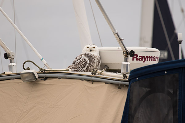 Snowy Owl