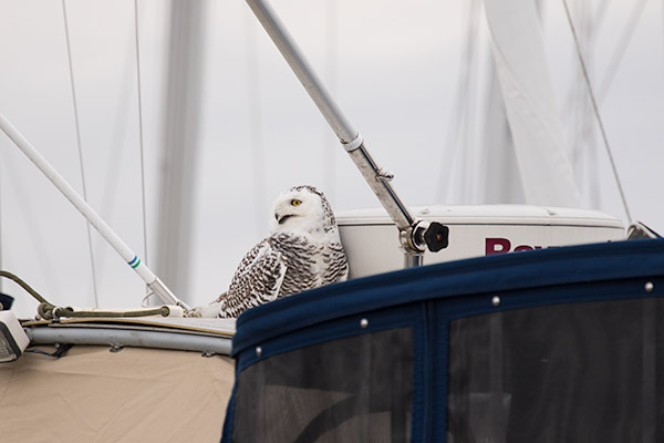 Snowy Owl