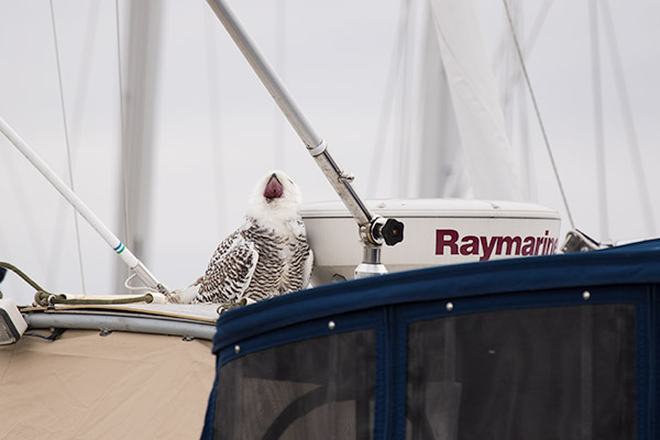 Snowy Owl