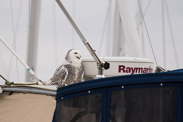 Snowy Owl