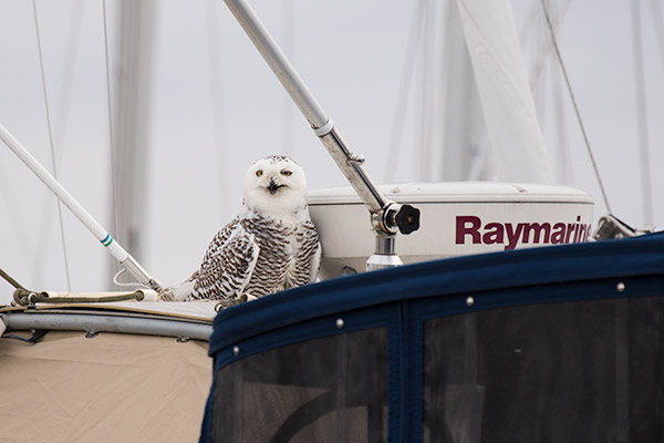 Snowy Owl