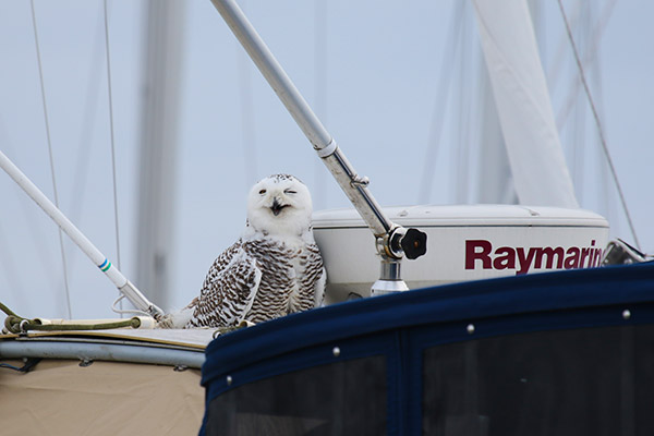 Snowy Owl