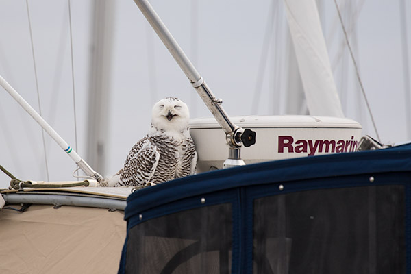 Snowy Owl