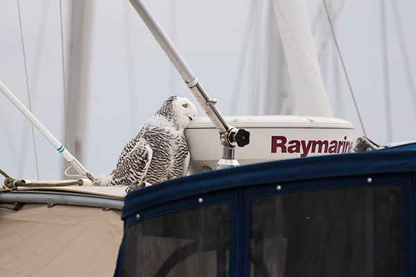 Snowy Owl