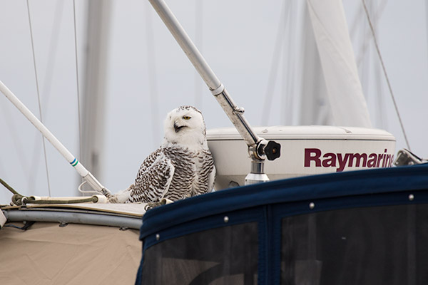 Snowy Owl