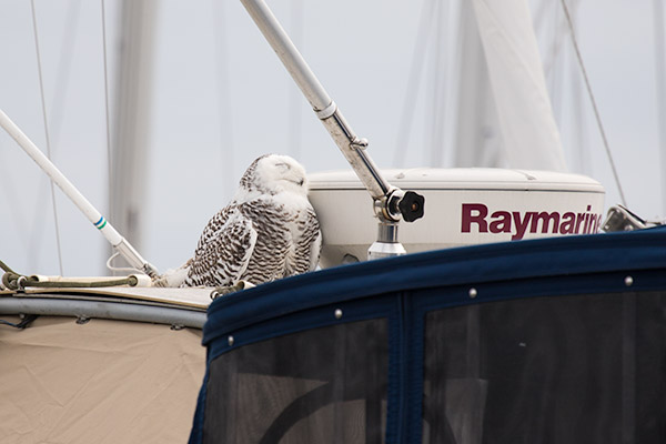 Snowy Owl