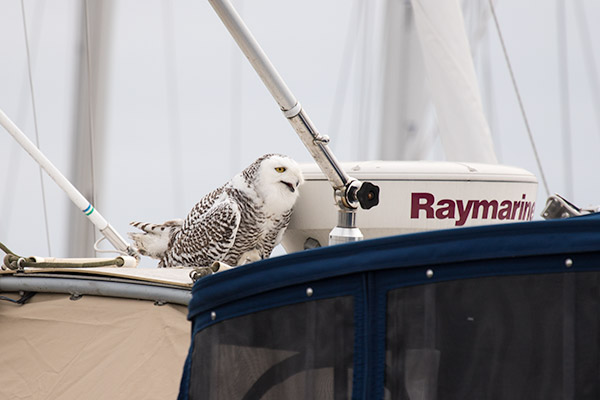 Snowy Owl