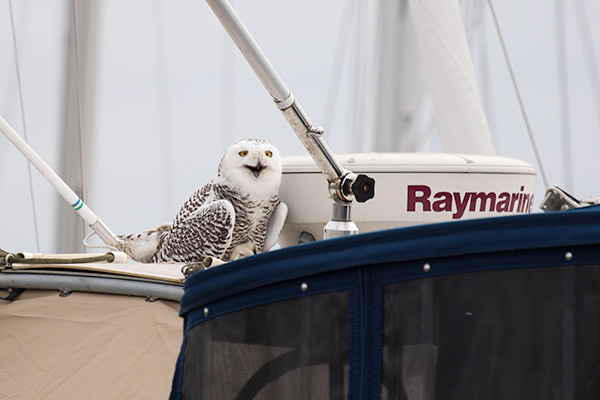 Snowy Owl