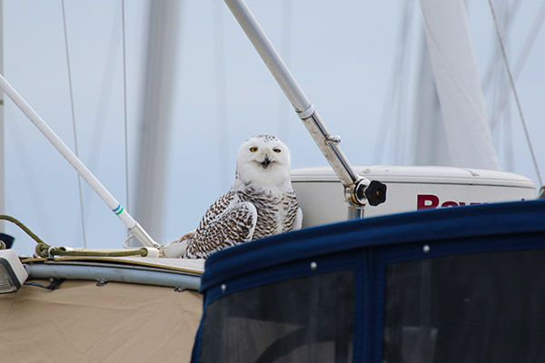 Snowy Owl