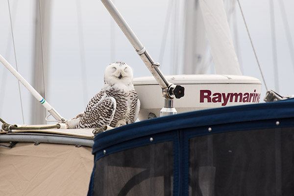 Snowy Owl