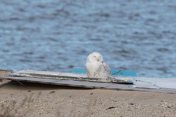 Snowy Owl