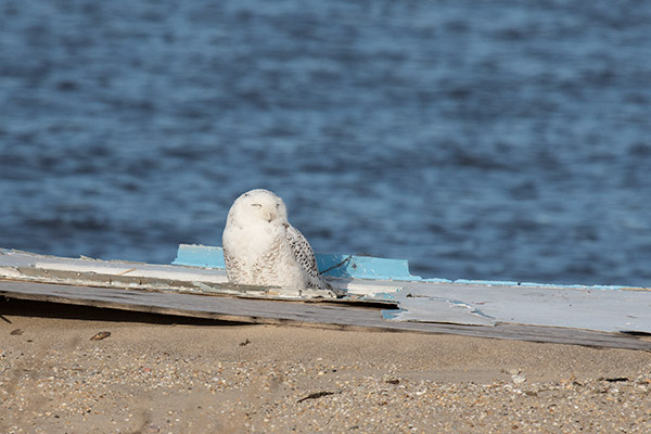 Snowy Owl