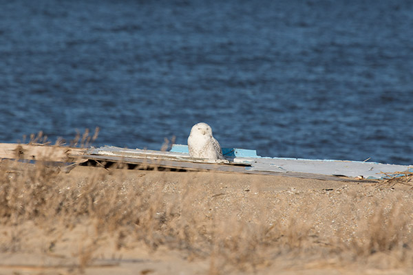 Snowy Owl