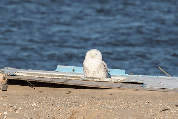 Snowy Owl